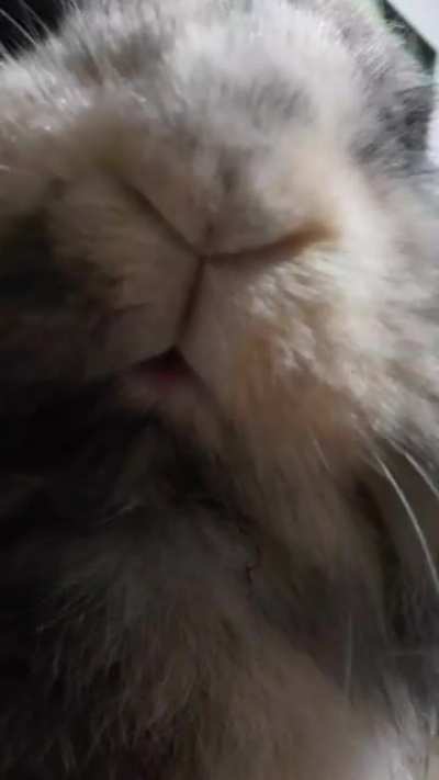 Them nose wiggles tho