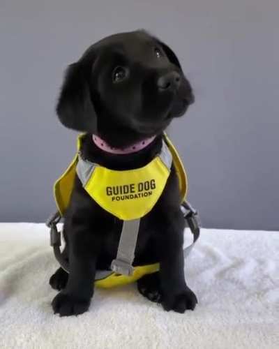Pupper&rsquo;s first day at school.