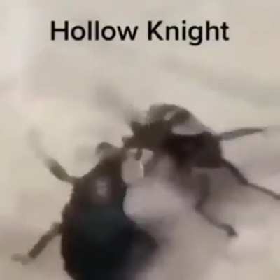Hollow Knight?