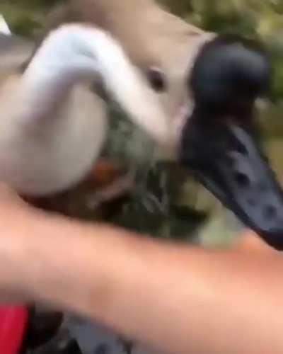 bonk
