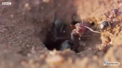 ant