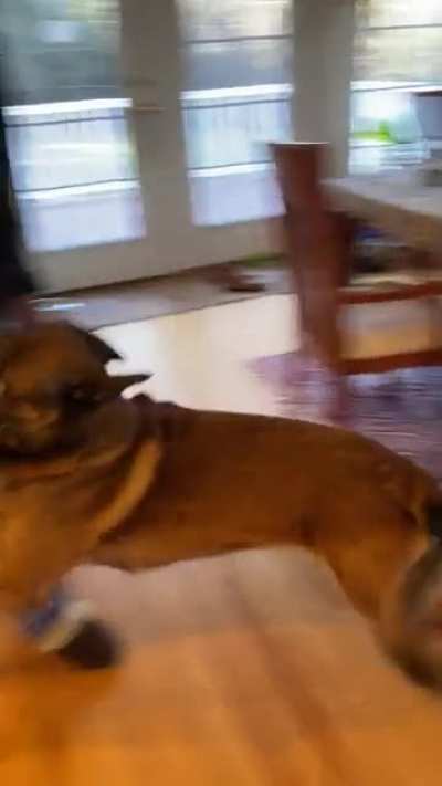 10 year Tej still acts like a spoiled puppy from time to time 🤣