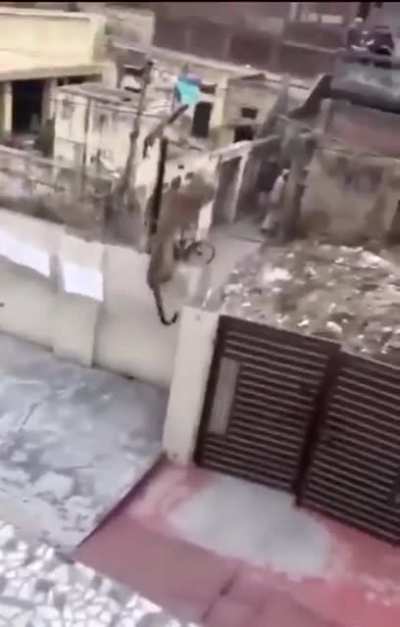 Bad kitty