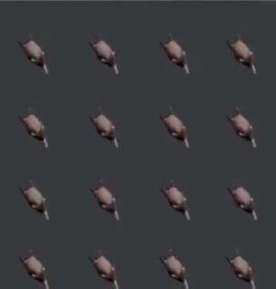 16 rotating rats