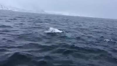 A beluga whale playing fetch in the arctic