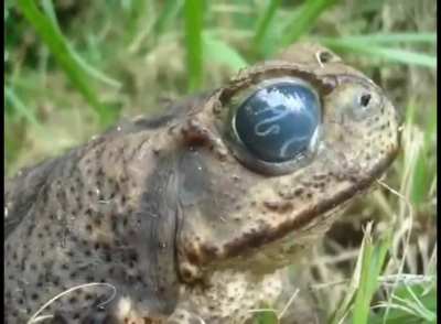 Parasite swimming around in a toad’s eye.
