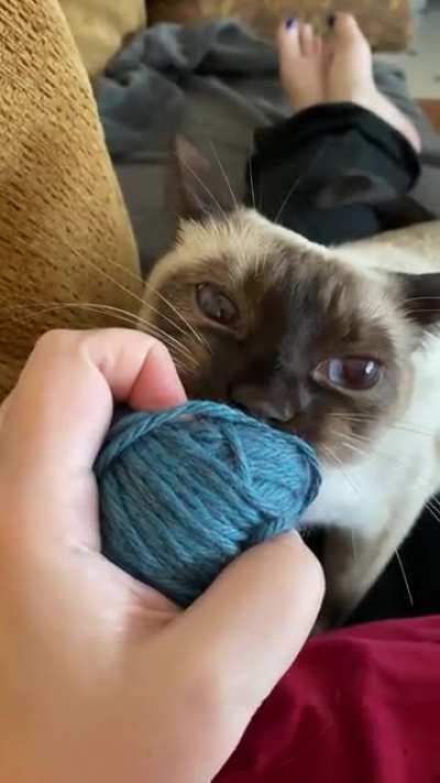 And she&rsquo;s back. I&rsquo;ve had yarn hidden away for 2 years, taught my daughter yesterday, and thought I would knit today. My cat had other ideas.