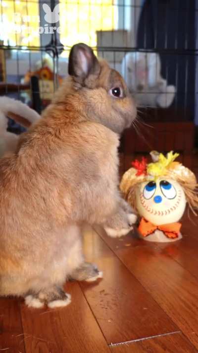 🌟Bunny Gets Ready For WORLD SERIES🌟