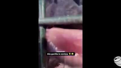 Zesty boi