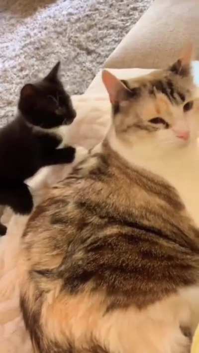 Kitty fights brother