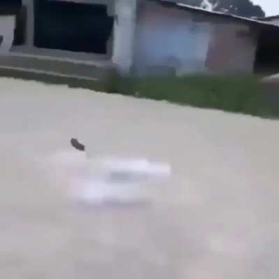 Taliban Rat
