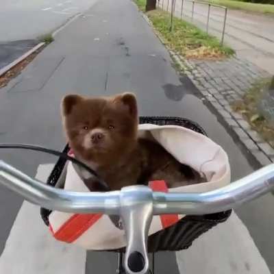 Early Morning Cycling