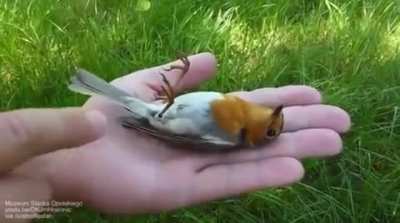 🔥Robin plays dead