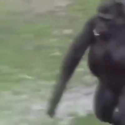 Monke