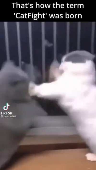 Cat fight - funny 😄 😂 😁 video #cats 🐱 🐈 🐈&zwj;⬛