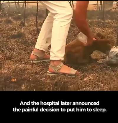 In 2019, a brave woman saved a koala from Australia&rsquo;s bushfires