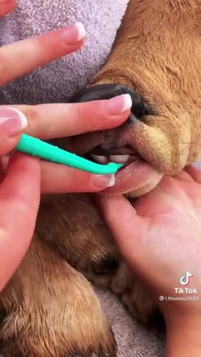 Newborn calf gets a spa treatment