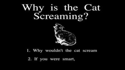 "why is the cat screaming?"