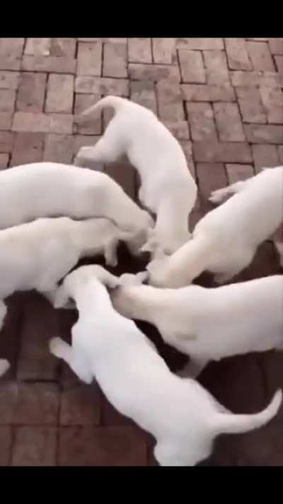 Spiral out. Keep dogin.