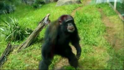 monkey together dance oo oo ah ah