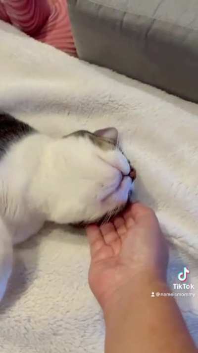 Gotta hand it to her, she&rsquo;s purrfect.