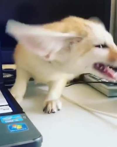 МОЩЬный рык