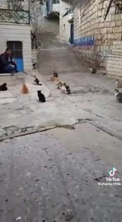 cat preacher