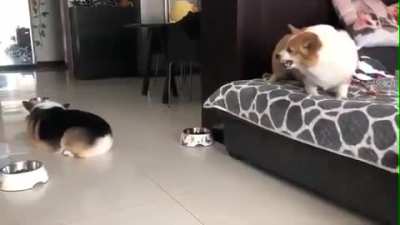 The rolls on their body makes this so much funnier
