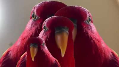Blursed_Birds