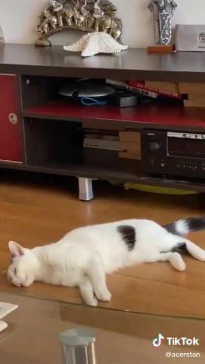 meow_irl