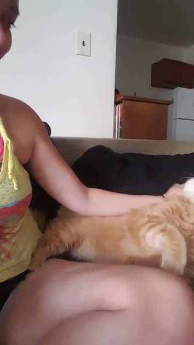 You have started the pet process, now you must proceed"