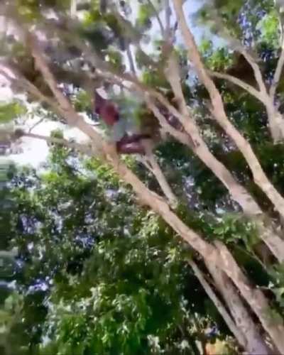 Jamaican Tarzan