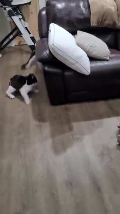 cats