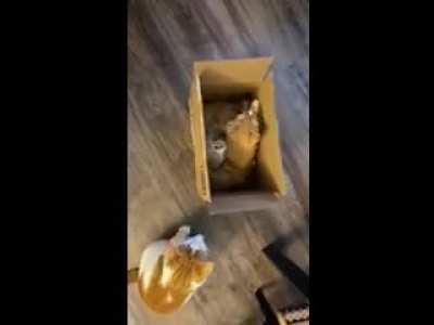 My neighbor and I got brothers, and I&rsquo;m convinced my neighbors older cat is fight clubbing them&hellip;.