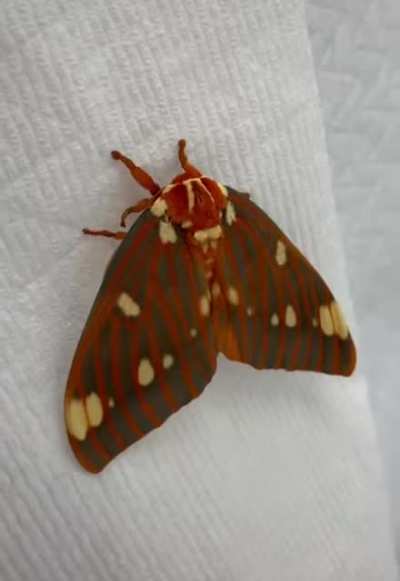 Королевская ореховая моль (Regal moth). Североамериканская моль. Гусеницы называются гикори рогатыми дьяволами. Взрослый имеет размах крыльев 9.5-15.5см. Этот вид был впервые описан Йоханом Кристианом Фабрициусом в 1793 году.