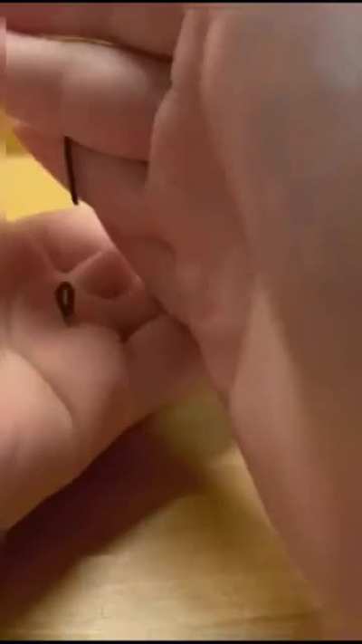 Millipede as a pet