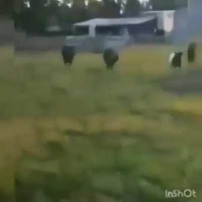Perfeito