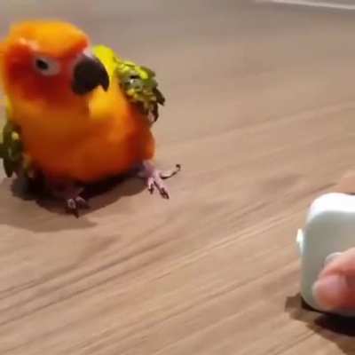 Look at him go!