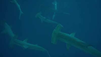 🔥 My recent trip to The Galapagos. I was freediving down to about 10 meters when I spotted a huge school of hammerheads swimming right at me.