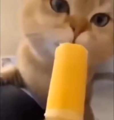 MIAU