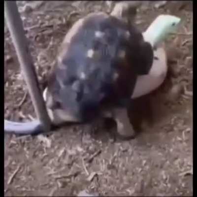 The turtle