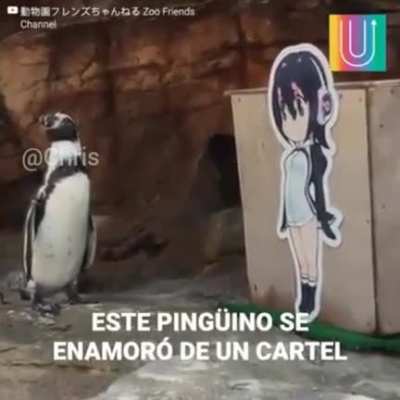 XD