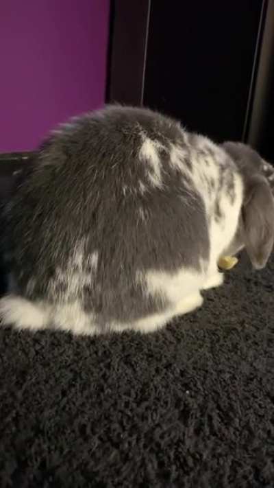 Twerk Master🐰
