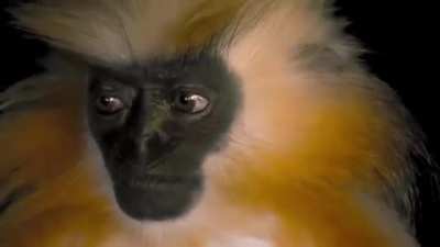 Very rare and highly secretive, not much is known about the endangered Gee&rsquo;s golden langur. Unlike other species of langurs that appear unafraid of humans, researchers have said that this monkey works hard to avoid human interactions, making them extremel