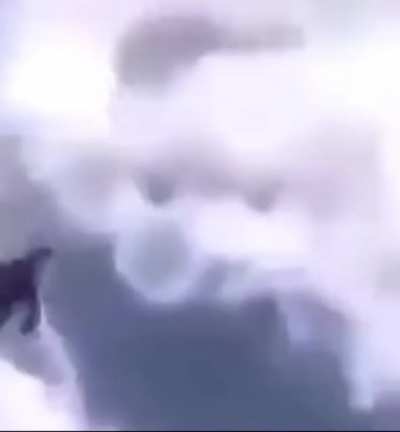 horse when thrown by zook 🥵😮&zwj;💨😹🦧✋🐴