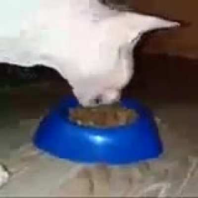 Moldy chomp