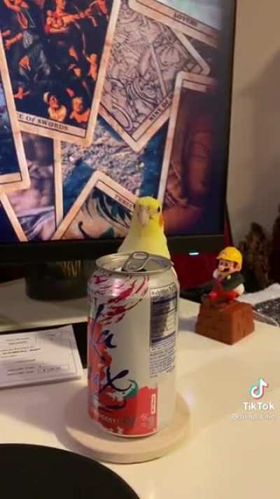 Bird plays Peekaboo