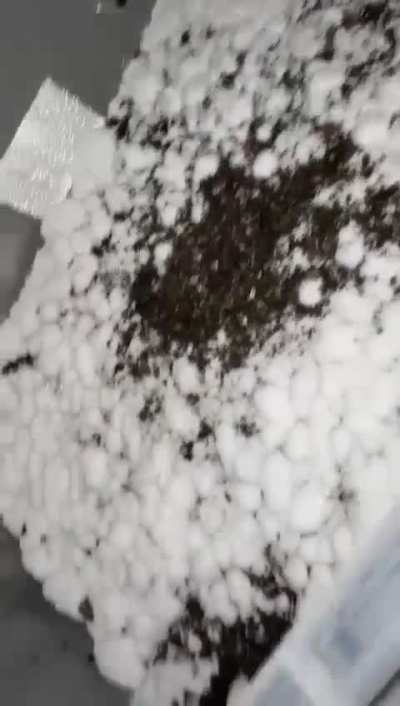 [actives] my nats have taken over the casing layer, how should I proceed?