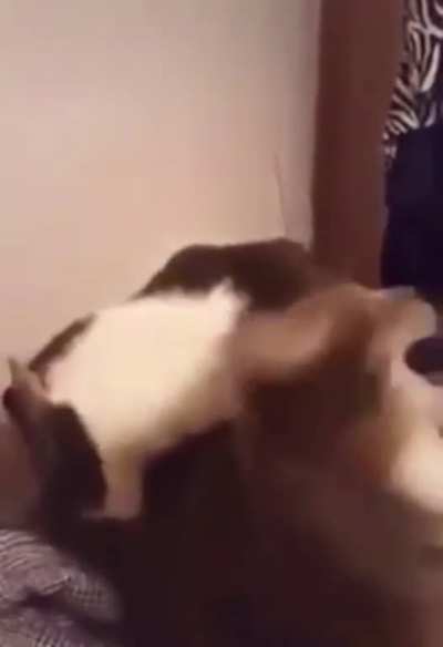 Hissy Fit