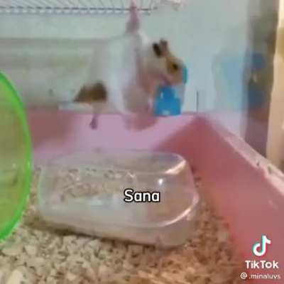 I love this video 🐷&amp;lt;3